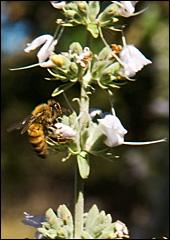 A honey bee visits white sage in the Oak Habitat